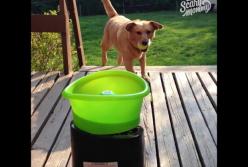 Пес безумно рад новой игрушке (видео)