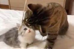 "Быстро лови!" Кошка учит котенка, как нужно ловить мышей (видео)