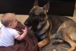 Лучший охранник для детей: немецкая овчарка (видео)
