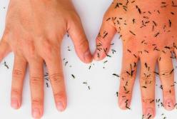 8 натуральных средств, которые избавят вас от комаров (видео)