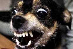 Эта маленькая собачка набросилась сразу на двух огромных медведей (видео)