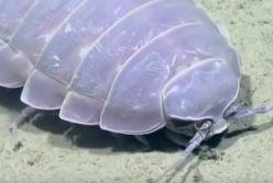 Животные, которые могут выжить в смертельных условиях (видео) 