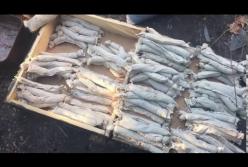 На Донбассе в заброшенном доме пограничники нашли тайник с боеприпасами (видео)