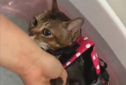 Коту ветеринар прописал водные процедуры (видео)