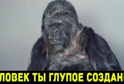 Вы никогда не поверите, что говорит эта горилла (видео)