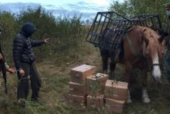 Контрабандист пытался на лошади переправить табак из России в Украину (видео)
