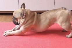 Утренняя йога от французского бульдога (видео)