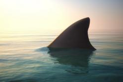 Полицейский спас маленького ребенка от акулы (видео)