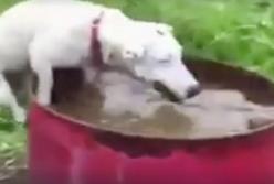 Настырный пес прыгает в бочку с водой, чтобы достать игрушку (видео)