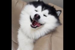 Смешные хаски развеселили Сеть (видео)