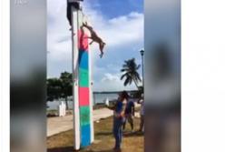 Супер собаки (видео)