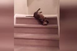 Кот показал необычный способ спускаться по лестнице (видео)