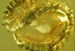 Насекомое возрастом 99 миллионов лет обнаружили ученые в янтаре (видео)