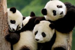 Игривые панды боролись с уборщицей: чья возьмет? (видео)