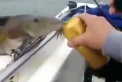 Умная рыба запрыгнула на борт катера, чтобы выпить пива из бутылки (видео)