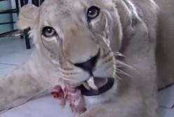 Лев атаковал мужчину прямо в доме: страшные кадры (видео)