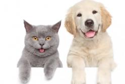 Опасные продукты, которые могут сильно навредить вашему питомцу (видео)