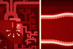 Понятно и наглядно о кровяном давлении: почему оно измеряется двумя цифрами (видео)