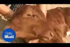 В китайской деревне родился двухголовый теленок (видео)