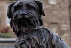 Самые верные собаки в мире: любить хозяина больше жизни​ (видео)