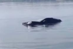 В Киеве рыбаки утопили свою машину в реке (видео)