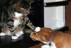 Сюрприз для кота: его реакция удивила (видео)