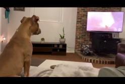 Сеть растрогала реакция собаки на грустную сцену из мультфильма (видео)