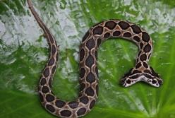 В Индии поймали двуглавую змею (видео)