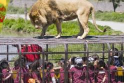 Шокирующий зоопарк: люди в клетке, а хищники - на свободе (видео)