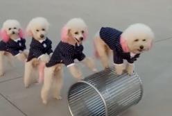 Самые прыгучие собаки: удивительные трюки (видео)