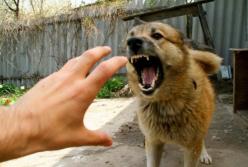 На Николаевщине с подозрением на бешенство госпитализировали семью (видео)