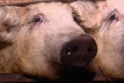 Кучерявые свиньи уже в Украине: красное мясо и кремовое сало (видео)