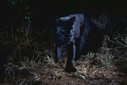 В Кении впервые за 100 лет удалось запечатлеть на видео чёрного леопарда 