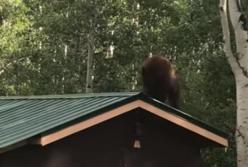 Хитрый медведь украл кормушку для птиц (видео)