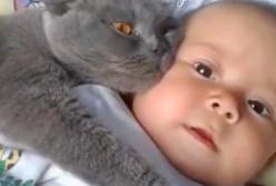 Кот-охранник не дает в обиду ребенка: кусается и кидается (видео)