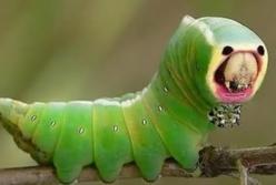 5 топ-животных-обманщиков: самые хитрые звери в мире (видео)