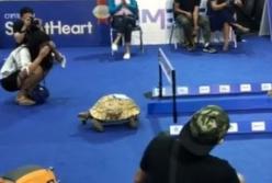 Черепаха обогнала зайца во время забега (видео)