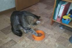 Кот, который ест лапами, стал звездой Сети (видео)