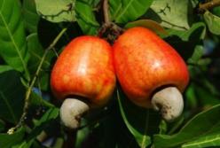 Секрет выращивания вкусняшек: что такое каперсы и как растет кешью (видео)