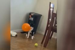 Кот украл воздушный шар и насмешил Сеть (видео)