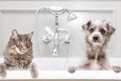 Кот-геймер играет на планшете: невероятные приколы с домашними питомцами (видео)