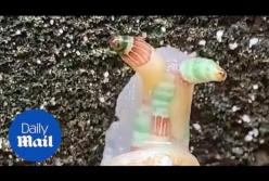 Турист ужаснулся, обнаружив улитку, мигающую разными цветами (видео)