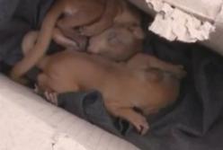 После урагана в Украине под упавшим тополем спасли двух новорожденных бельчат (видео)