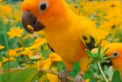 Влюбленная парочка попугаев прилетела на завтрак (видео)