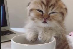 Маленький котенок уснул прямо на чашке с утренним кофе (видео)