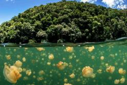 Озеро, где обитает более 2 миллионов медуз. Выглядит впечатляюще!