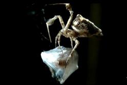 Исследователи побрили лапки паукам (видео)