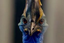 Животные, которые жили вместе с динозаврами и до сих пор существуют (видео)