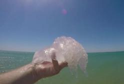 Мертвые медузы тоже опасны: врач предупредил о неприятных последствиях (видео)