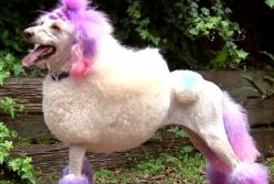 10 самых умных пород собак с высоким интеллектом (видео)